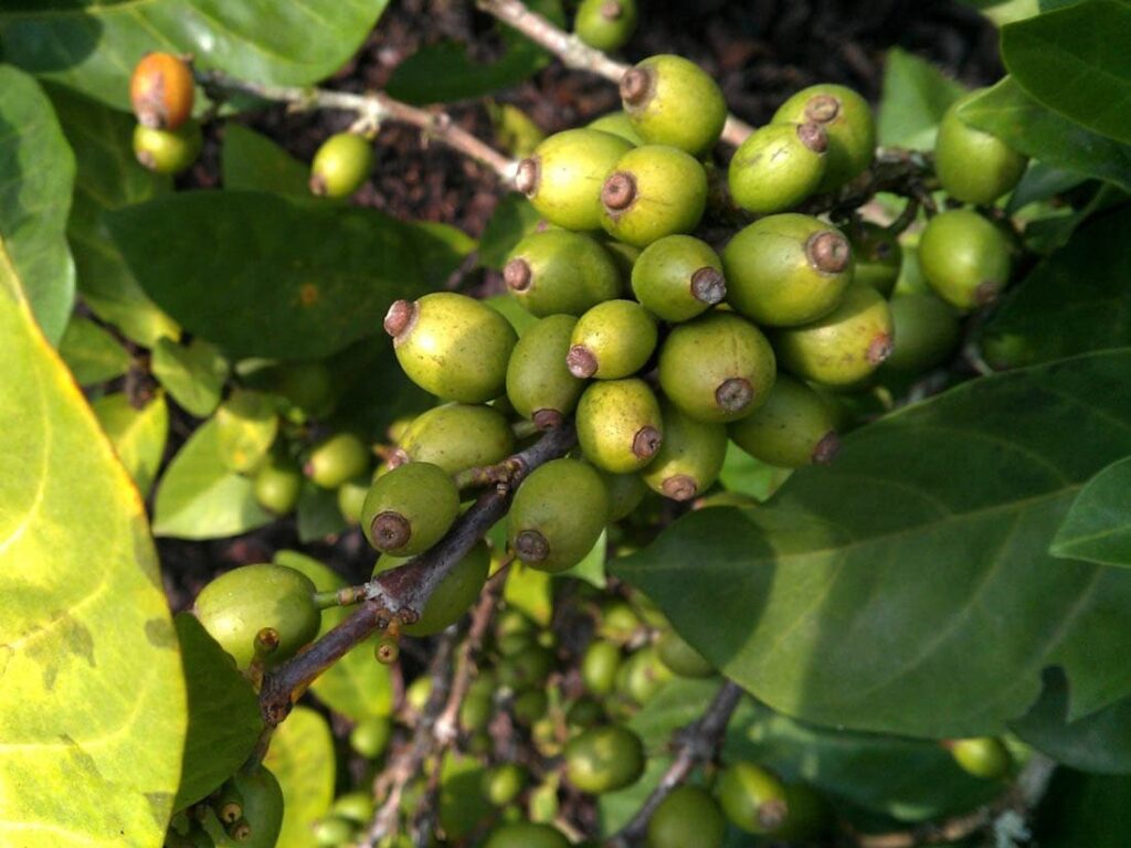 Coffea liberica